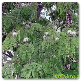 Drzewo jedwabne - chińskie drzewo szczęścia (Albizia julibrissin)
